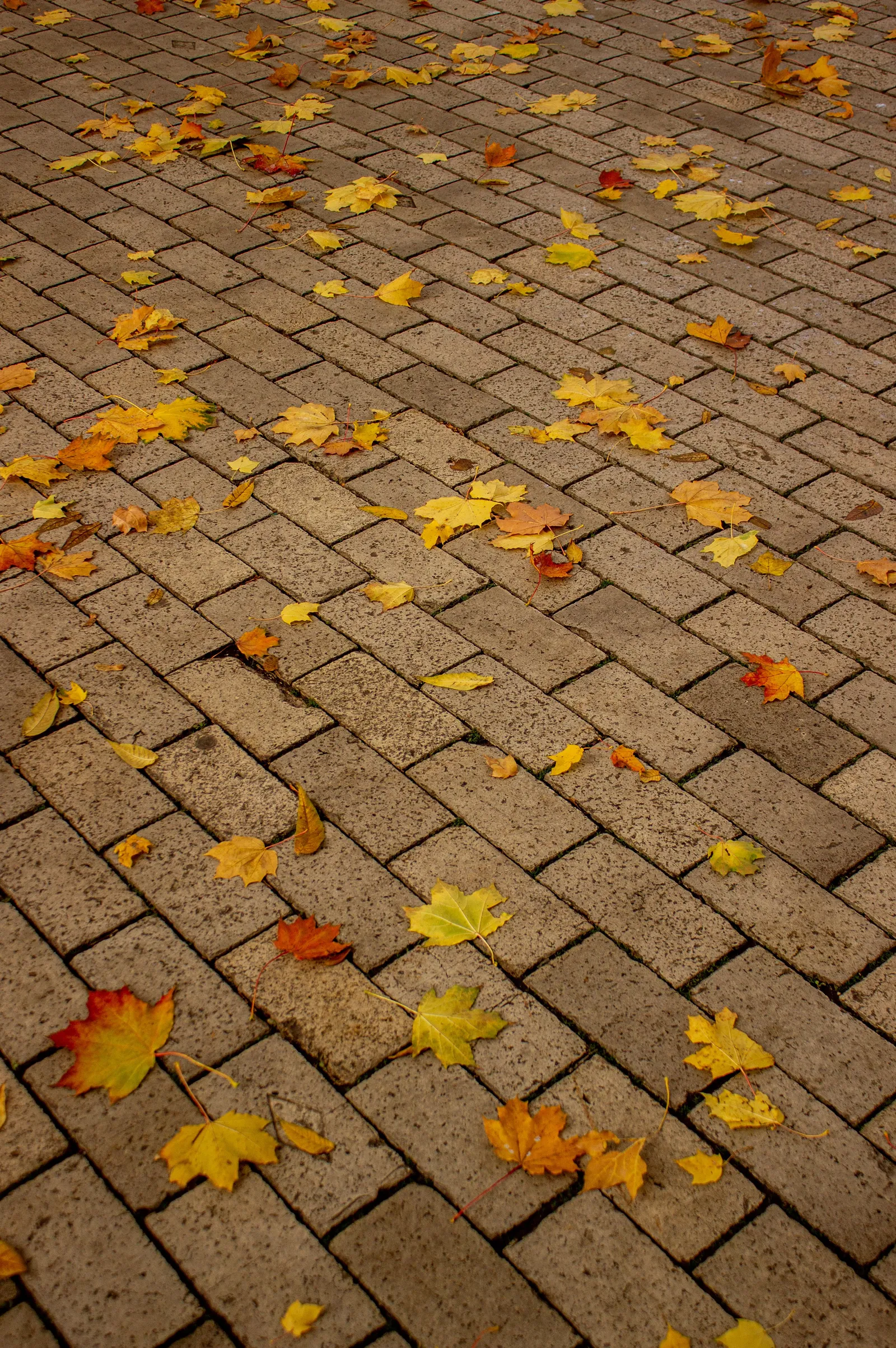 Running bond paver patio with staggered rows of rectangular pavers offset by half a unit